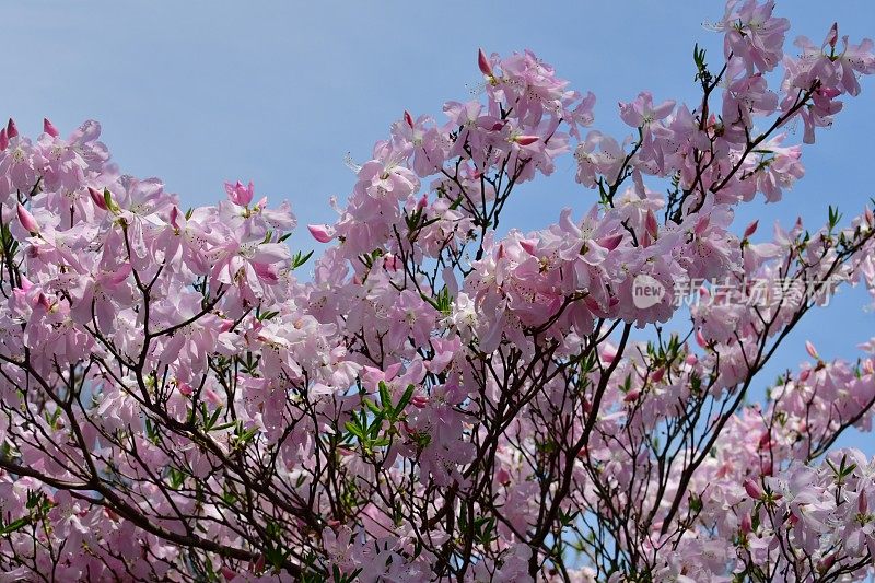 杜鹃花/皇家杜鹃花